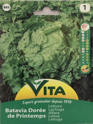 LECHUGA BATAVIA CRESPA 3 GRAMOS