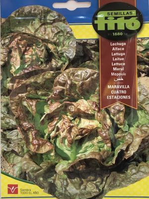 LECHUGA MARAVILLA CUATRO ESTACIONES 8 Gramos
