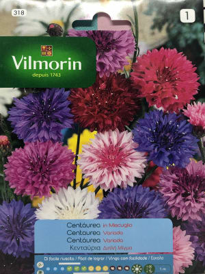 Centaurea Colores Variados