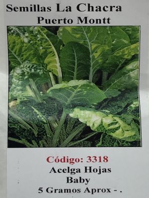 Acelga de Hojas Tiernas Baby 5 Gramos.