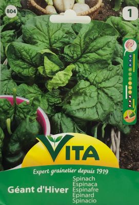 ESPINACA GIGANTE DE INVIERNO 10 GRAMOS