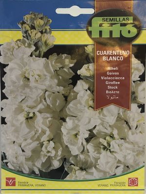 ALHELI CUARENTENO BLANCO