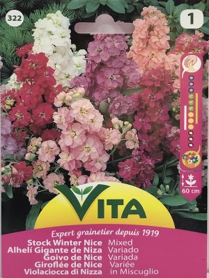 ALHELI DE INVIERNO DE NIZA