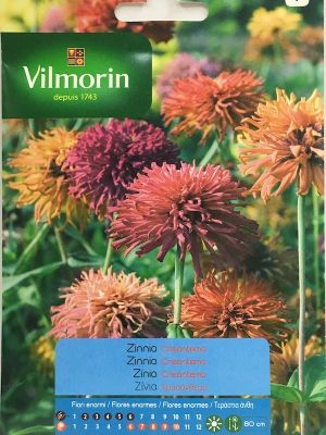 ZINNIA DE FLOR DE CRISANTEMO