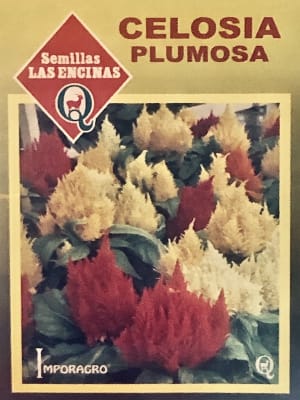 CELOSIA PLUMOSA VARIADA. 0,5 Gramos