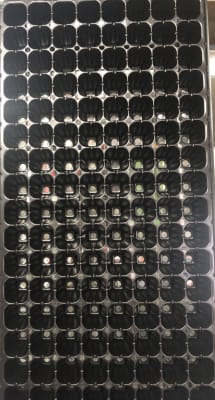 Almaciguera. Bandeja 128 Cavidades