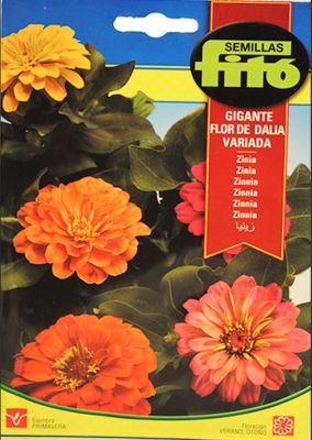 ZINNIA GIGANTE FLOR DE DALIA VARIADA