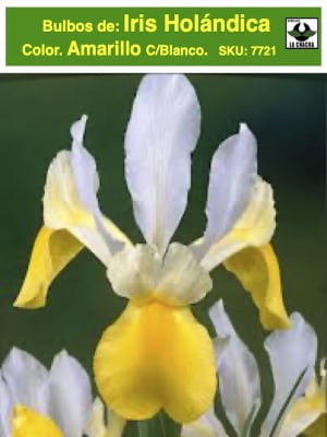 Bulbos de Iris Amarillo/Blanco