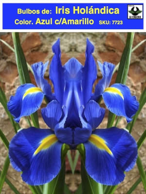 Bulbos de Iris Azul c/Amarillo
