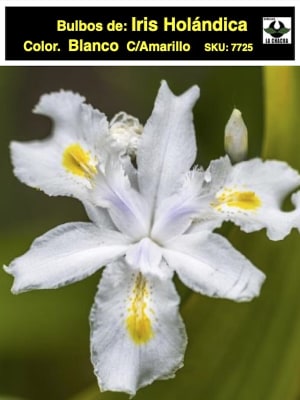 Bulbos de Iris Blanco/Amarillo