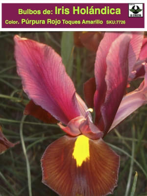 Bulbos de Iris Holándica Color: Púrpura Rojo  Toques Amarillos. Size: 7/8