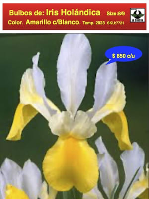Bulbos de Iris Amarillo/Blanco