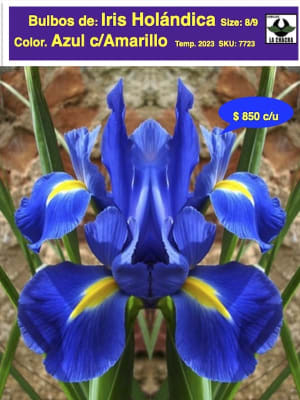 Bulbos de Iris Azul c/Amarillo