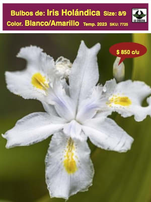 Bulbos de Iris Blanco/Amarillo