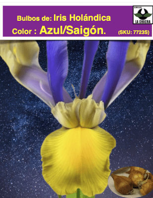 Bulbos de Iris Holándica Color: Azul/Saigón 8+