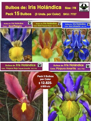 Pack 15 Bulbos de Iris Holándica  5 Colores con 3 Bulbos por Color