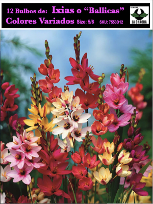 12 Bulbos de Ixias o Ballicas. Colores Variados Pack 12 Bulbos