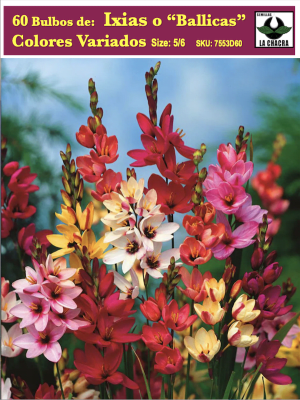 Bulbos de Ixias o Ballicas Colores Variados  Pack 60 Bulbos
