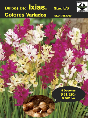 Bulbos de Ixias o Ballicas Pack 60 Bulbos