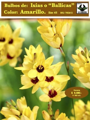 Pack 12  Bulbos de  Ixias o Ballicas.    Color: Amarillo