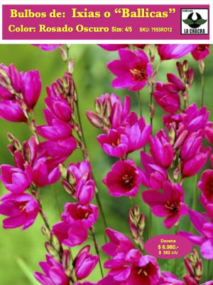 Pack 12  Bulbos de  Ixias o Ballicas.    Color: Rosado Oscuro