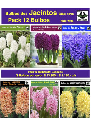 Pack 12 Bulbos de Jacintos. Calibre 13/15