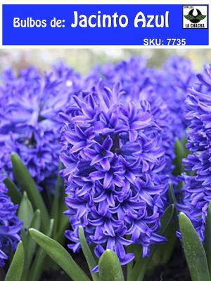 Jacinto. Azul Calibre 13-15