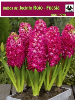 Jacinto. Rojo-Fucsia. Calibre 13-15