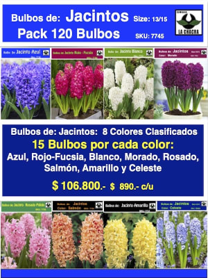 Pack 120 Bulbos de Jacintos Calibre 13-15