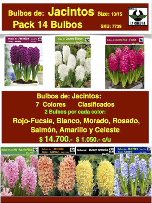 Pack 14 Bulbos de Jacintos. Calibre 14/16