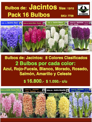 Pack 16 Bulbos de Jacintos. Calibre 13/15