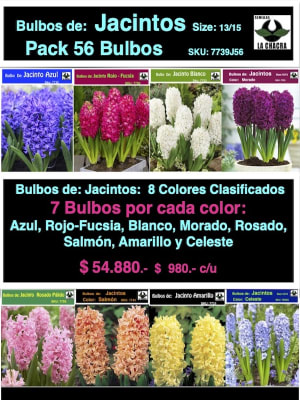 Pack 56 Bulbos de Jacintos Size: 13/15