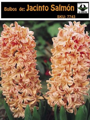 Jacinto Salmón  Calibre 13-15