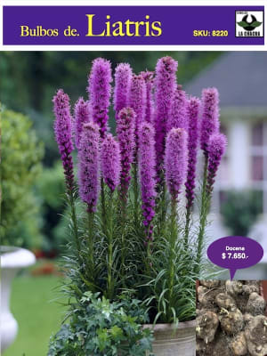 Pack 12 Bulbos Liatris