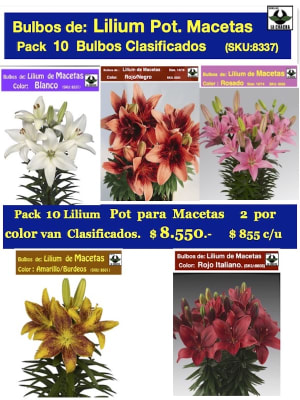 Pack 10  de Bulbos Lilium Para/Macetas  5 Colores