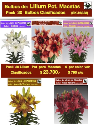 Pack 30  Bulbos Lilium Para/Macetas 5 Colores