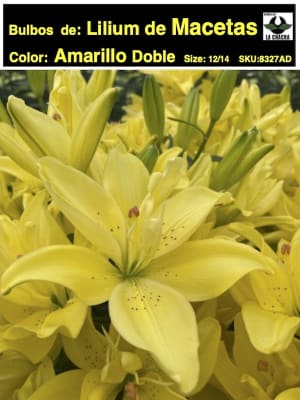 Bulbos Lilium  Para/Macetas Color: Amarillo Doble