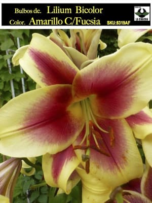 Lilium Bicolor (Bulbos) Color. Borde Amarillo C/Fucsia  Size: 14/16