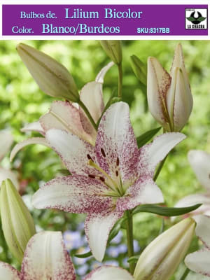 Lilium Bicolor (Bulbos) Color. Blanco Burdeos Size: 12/14