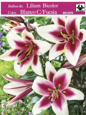 Lilium Bicolor (Bulbos) Color. Blanco C/Fucsia Size: 14/16