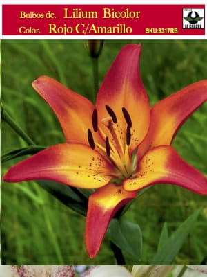 Lilium Bicolor (Bulbos) Color. Rojo C/Amarillo Size: 12/14