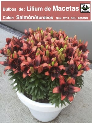 Bulbos Lilium P/Macetas Color: Salmón/Burdeos. Size: 12/14
