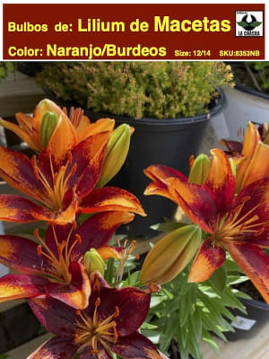 Bulbos Lilium Para/Macetas Color: Naranjo/Burdeos   Size: 14/16