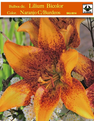 .Lilium Bicolor (Bulbos) Color. Naranjo Centro Burdeos   Size: 14/16