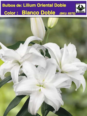 Lilium Oriental Perfumado Blanco Doble. Size: 15/17