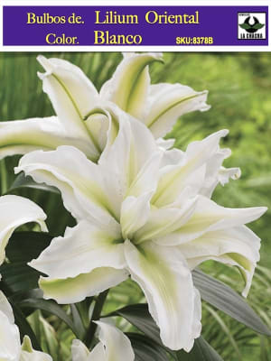 Lilium Oriental  Color: Blanco. Size: 13/15