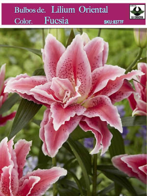 Lilium Oriental  Color: Fucsia. Size: 12/14