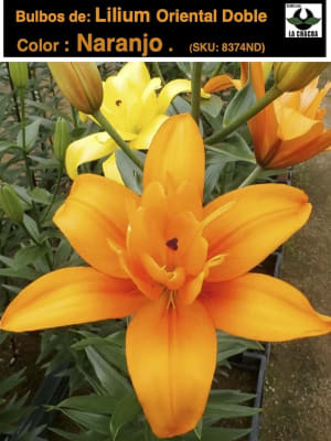 Lilium Oriental. Color: Naranjo Doble. Size. 14/16