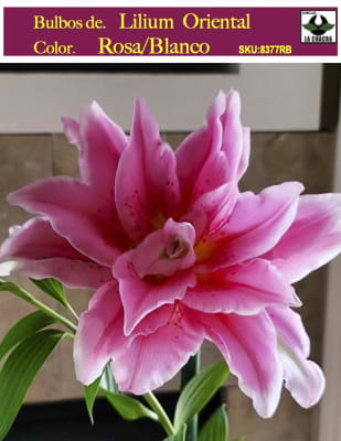 Lilium Oriental  Color: Rosa/Blanco. Size: 13/15