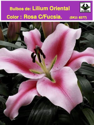 Lilium Oriental  Color: Rosa C/Fucsia. Size: 14/16